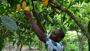 Cocoa Giants Embrace Sustainability, But Consumers Remain Key to Lasting Progress.