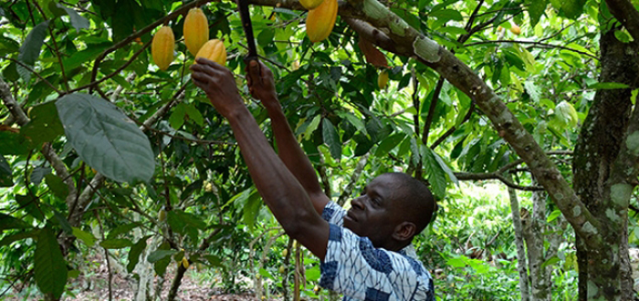 Cocoa Giants Embrace Sustainability, But Consumers Remain Key to Lasting Progress.