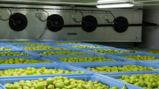 CapTemp Temperature Recording System Ensures Proper Conditions in Fruit Cold Storage Units for Greater Quality Control